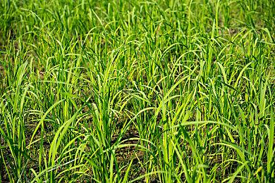 《直到黎明》开发商新作《弗兰克·斯通的阴影》9月4日发售